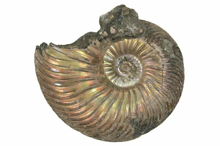 Iridescent, Pyritized Ammonite (Quenstedticeras) Fossil - Russia #337311